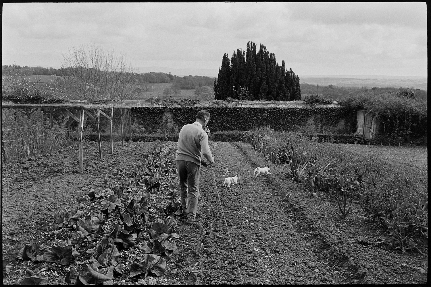 Man planting spring vegetables in walled garden, view of distant hills, Dartmoor. <br />
[A man measuring a line across a walled vegetable garden using a length of string before planting out spring vegetables, at The Old Rectory, Merton. He is accompanied by two dogs and other vegetables can be seen in the garden, as well as a netted fruit cage in the background. The hills of Dartmoor are just visible on the horizon.]