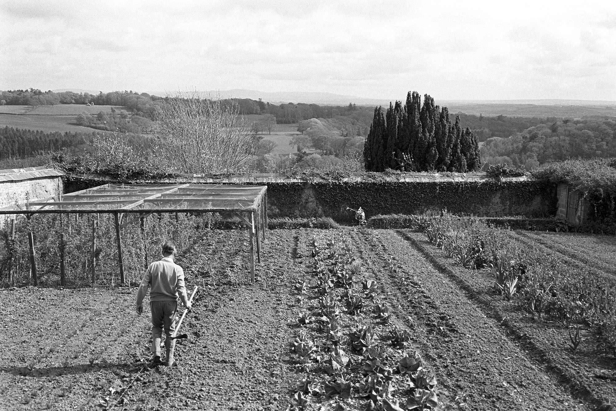 Man planting spring vegetables in walled garden, view of distant hills, Dartmoor. 
[A man walking through a walled kitchen garden at The Old Rectory, Merton, holding a hoe. He is planting spring vegetables. Rows of vegetables and a fruit cage can be seen and Dartmoor is visible in the distance.]