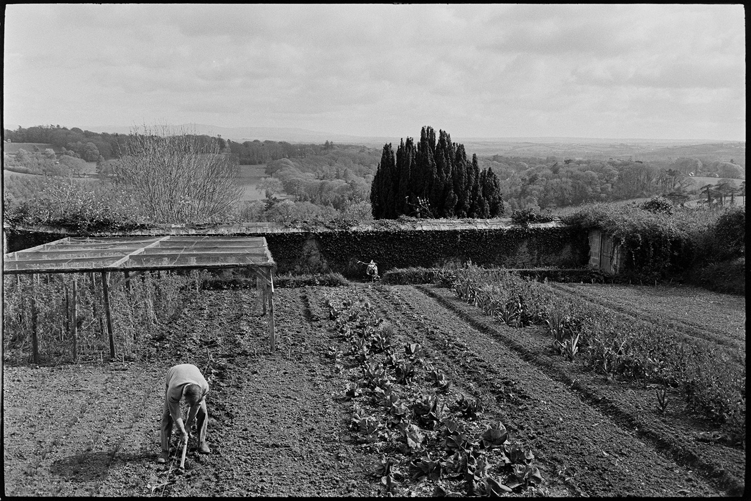 Man planting spring vegetables in walled garden, view of distant hills, Dartmoor. 
[A man planting out spring vegetables in the walled garden at The Old Rectory, Merton. Other vegetables can be seen in the garden as well as a netted fruit cage and a rotavator by the far wall. The hills of Dartmoor are just visible on the horizon.]