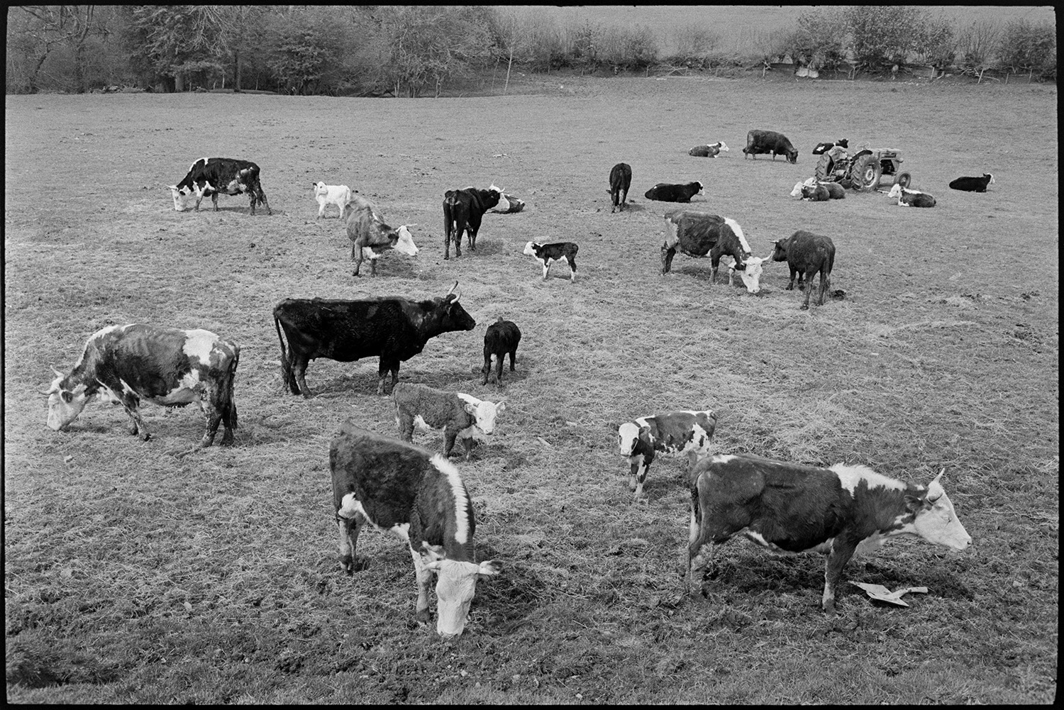 Landscape with cattle grazing. 
[Horned cattle and calves grazing in a field with a tractor at Ashwell, Dolton. The cattle belonged to George Ayre.]