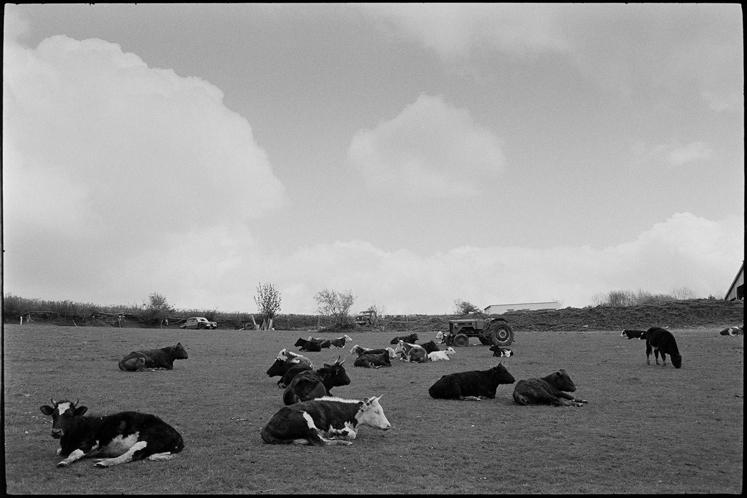 Cattle in field, lens test? <br />
[Horned cattle lying down in a  field with a tractor at Ashwell, Dolton. Cars can be seen by the hedge in the background.]