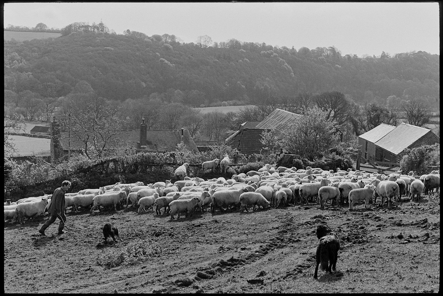Flock of sheep going into farmyard. <br />
[A man and two dogs herding a flock of sheep into the farmyard at Greatwood, Merton. Barns and a wooded hillside can be seen in the background.]