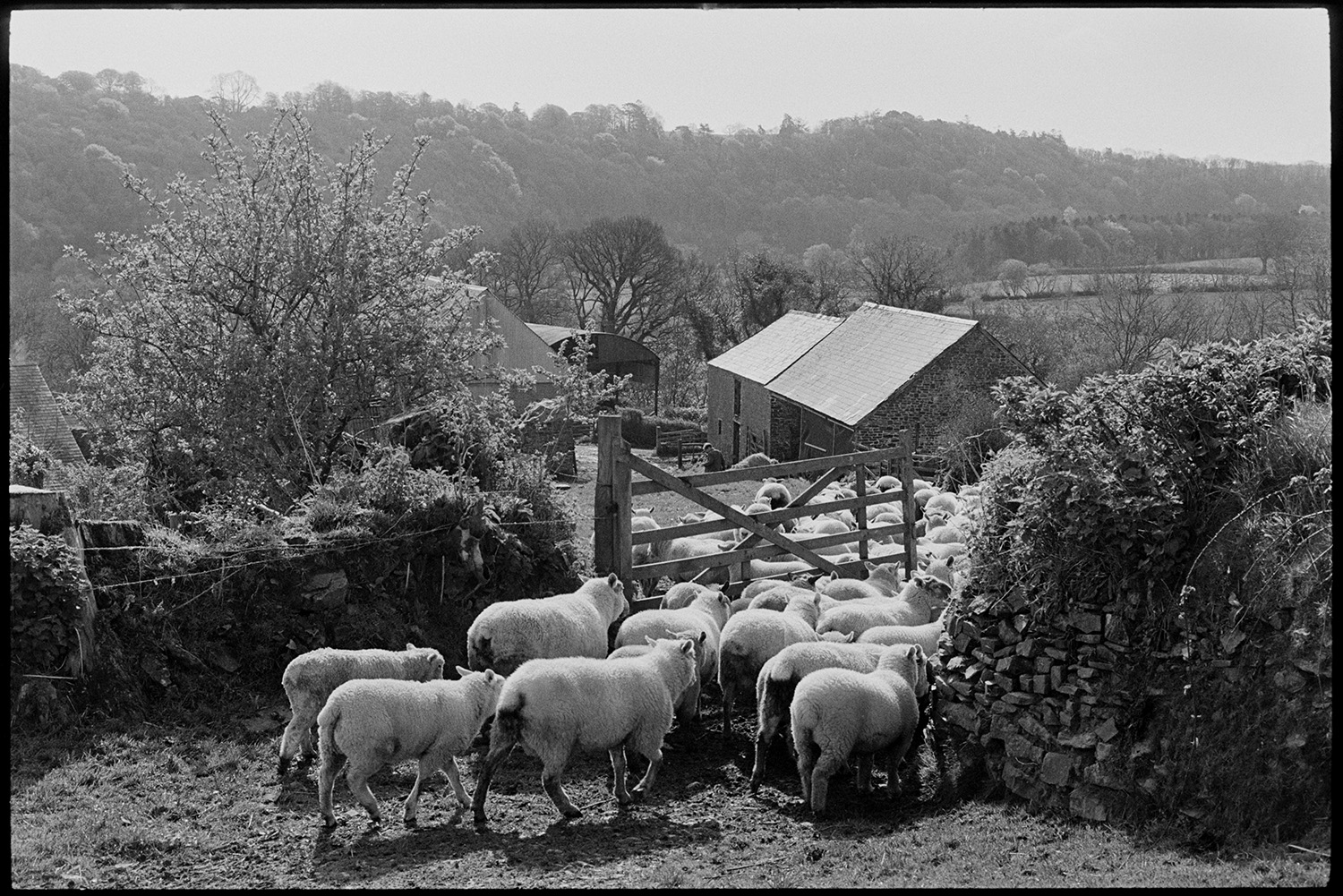 Flock of sheep going into farmyard. <br />
[Sheep walking through a wooden gateway into the farmyard at Greatwood, Merton. Barns and a wooded hillside can be seen in the background.]