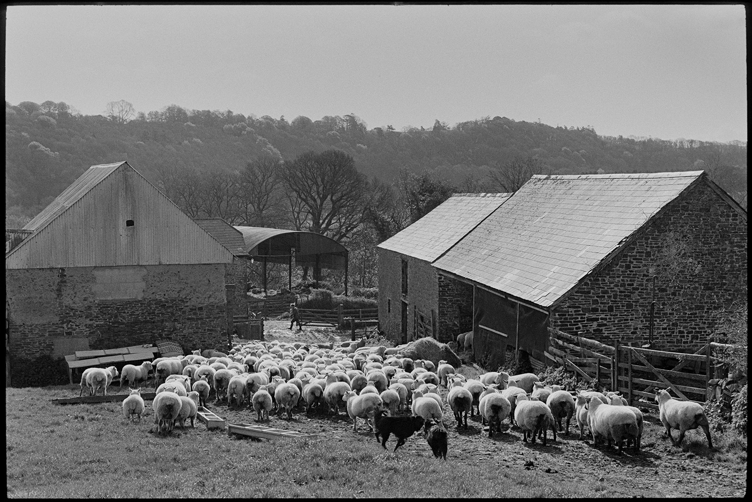 Flock of sheep going into farmyard. 
[Two dogs herding sheep into the farmyard at Greatwood, Merton. Stone barns and trough can be seen in the farmyard.]