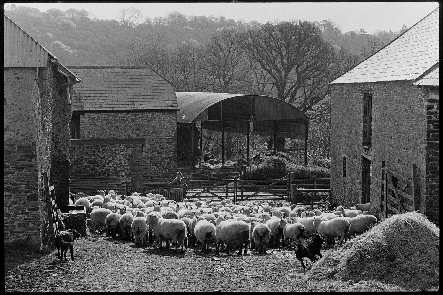 Flock of sheep going into farmyard. 
[Two dogs herding sheep into the farmyard at Greatwood, Merton. Stone barns can be seen in the farmyard.]