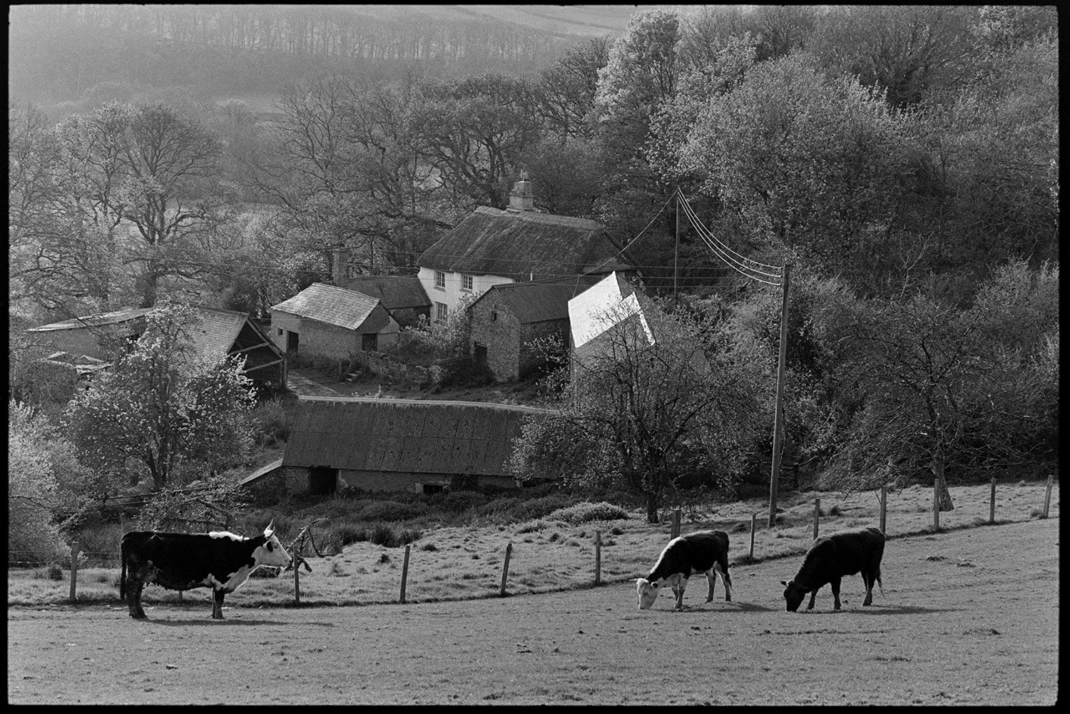 Cattle grazing in front of thatched farmhouse amongst trees. 
[Cattle grazing in a field in front of a thatched farmhouse and barns at Ashwell, Dolton. The farmyard is surrounded by trees.]