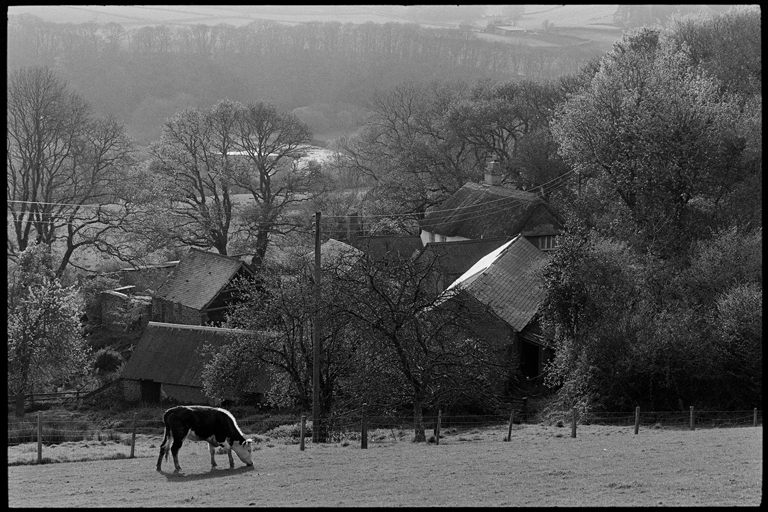 Cattle grazing in front of thatched farmhouse amongst trees. 
[A cow grazing in a field in front of a thatched farmhouse and barns at Ashwell, Dolton. The farmyard is surrounded by trees.]