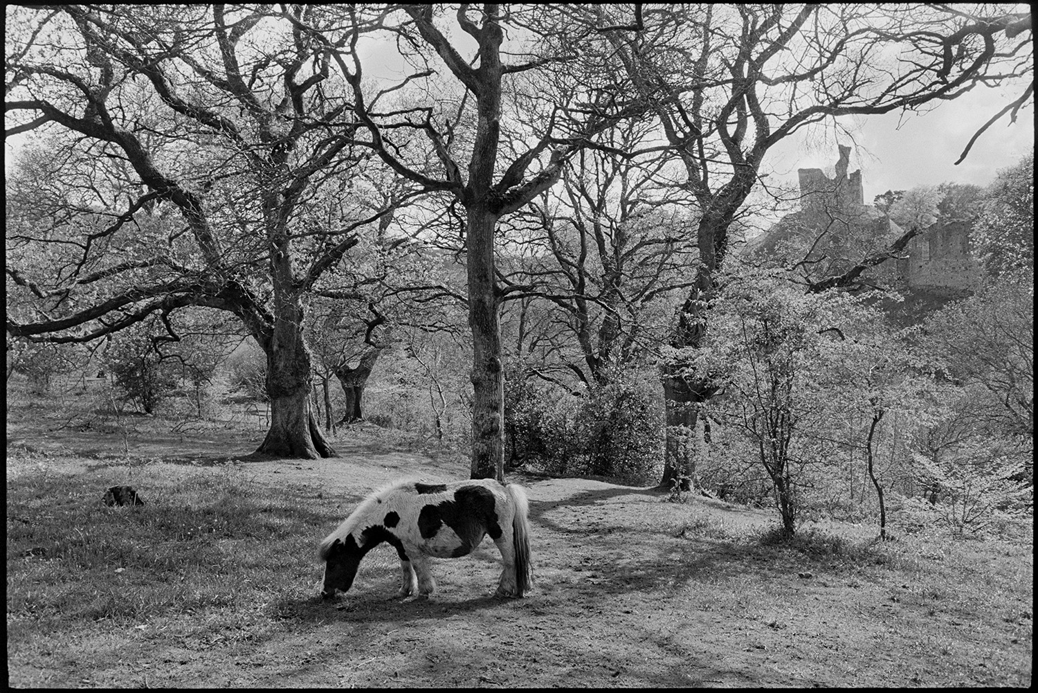 Walkers in castle deer park, pony grazing with castle ruins behind.<br />
[A pony grazing amongst trees on a sunny day at Okehampton Castle. The castle ruins are visible in the background and shadows from the trees falling on the ground by the pony.]