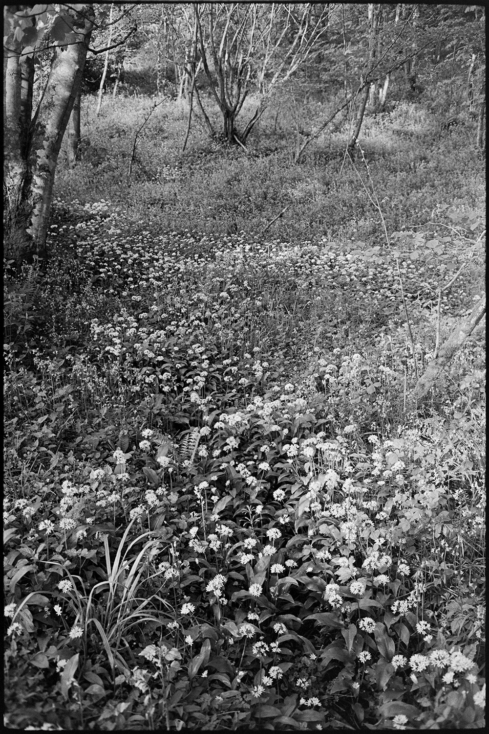 Flowers in wood. Garlic?
[Wild garlic flowers in the woods below Woolridge, Dolton.]