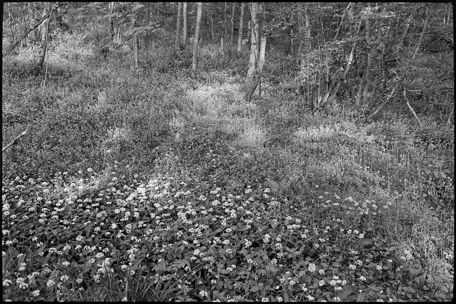 Flowers in wood. Garlic.
[Wild garlic flowers in the woods below Woolridge, Dolton.]