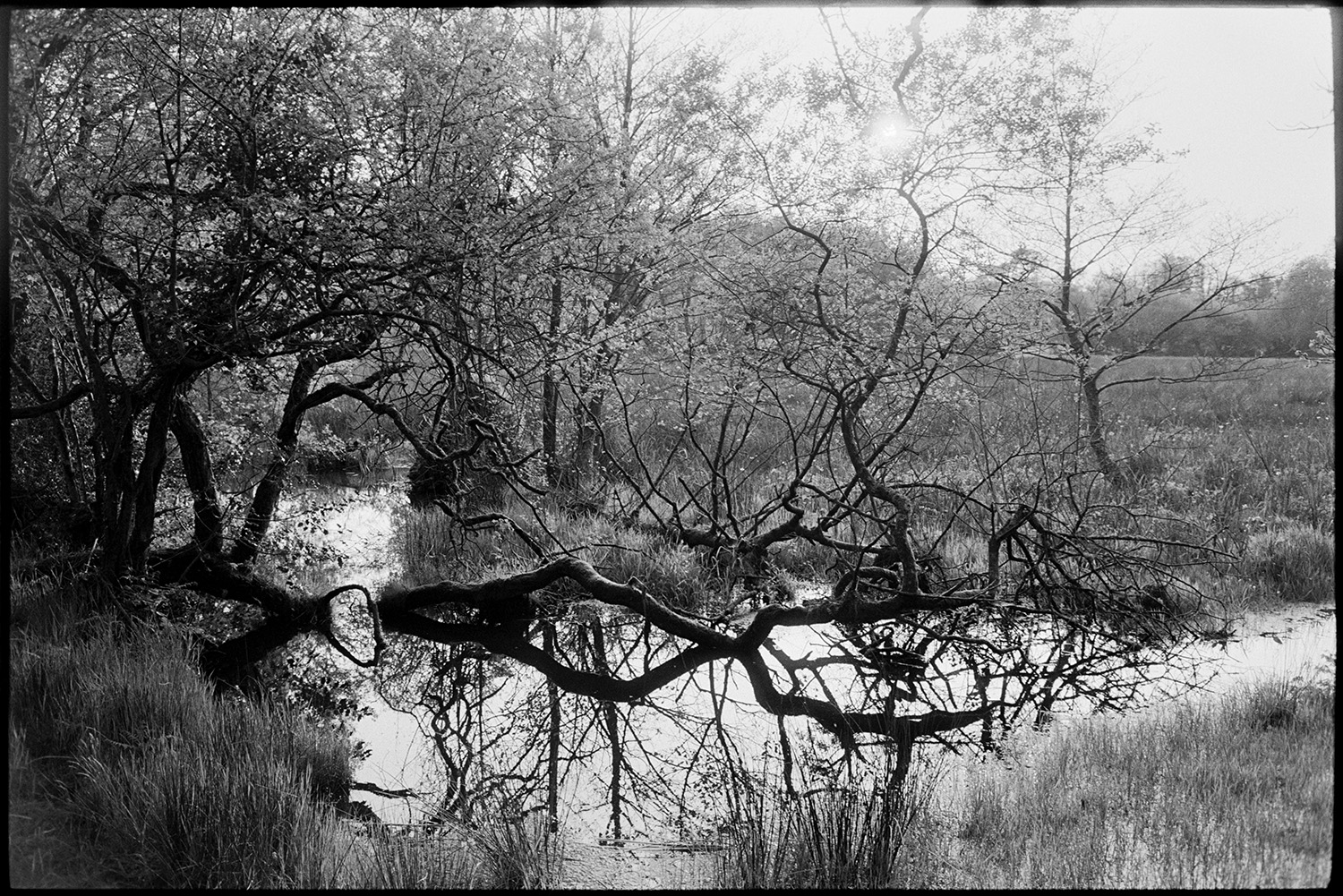 Wetlands with trees and pond.
[Wetlands with fallen trees, branches and reeds at Halsdon, Dolton. Reflections of the trees can be seen on the water.]