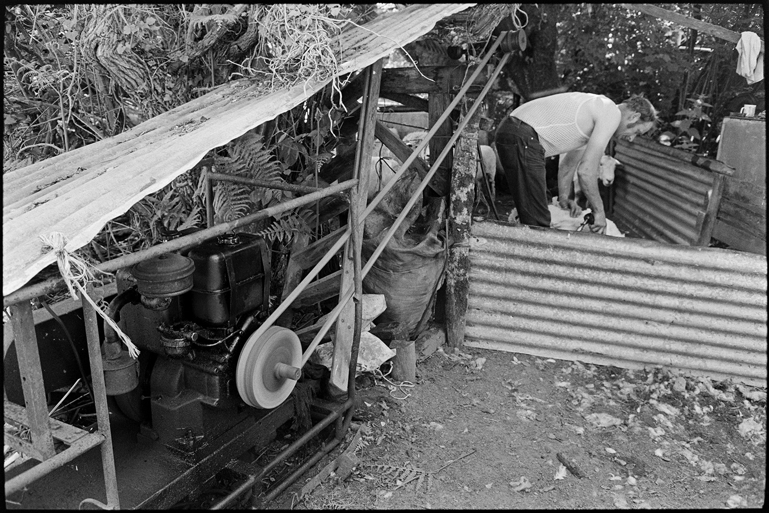 Farmer shearing sheep under tree. Woman farmer bundling up fleeces.
[A man, wearing a string vest, shearing sheep in a corrugated iron pen at Cuppers Piece, Beaford. The pulley and machine which is powering the shearing machine can be seen in the foreground.]