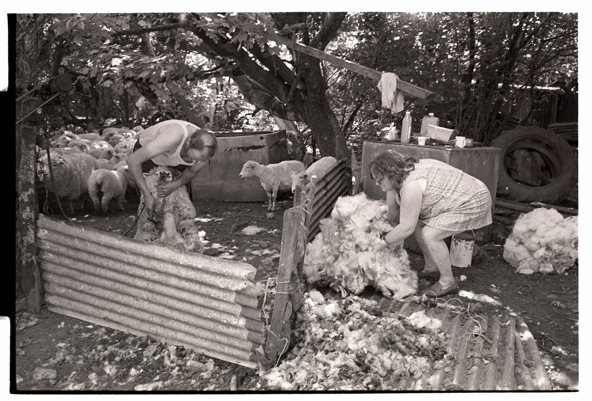 Farmer shearing sheep under tree, woman farmer bundling up fleeces. 
[Cyril Bennet shearing sheep in a corrugated iron pen under trees. Olive Bennett is bundling up the fleeces by the pen.]