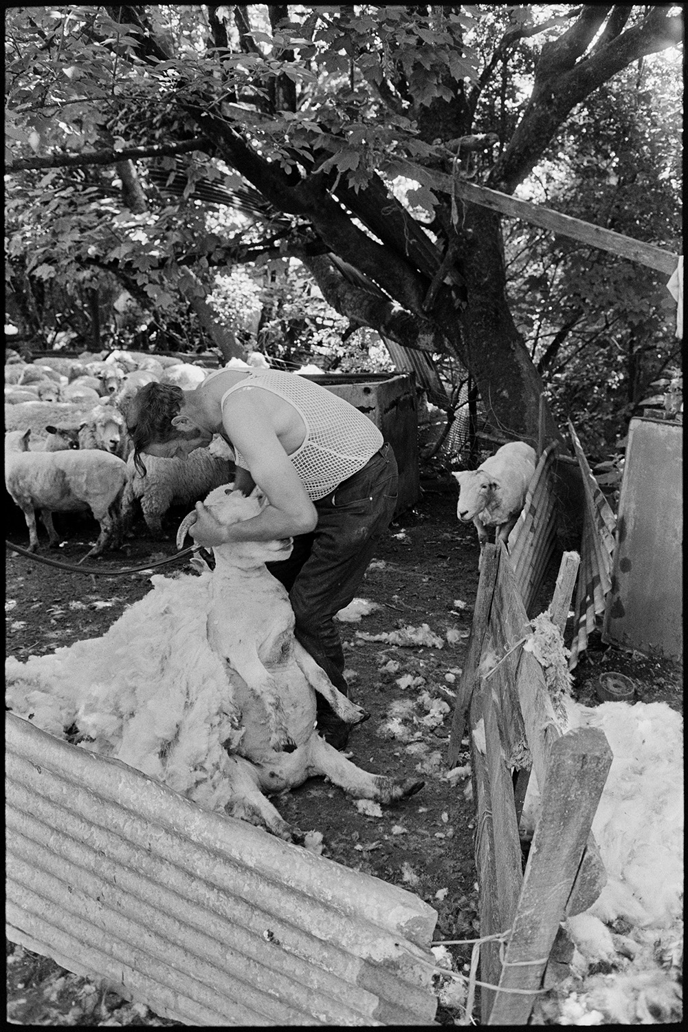 Farmer shearing sheep under tree. Woman farmer bundling up fleeces.
[A man shearing sheep in a corrugated iron pen under trees at Cuppers Piece, Beaford. He is wearing a string vest.]