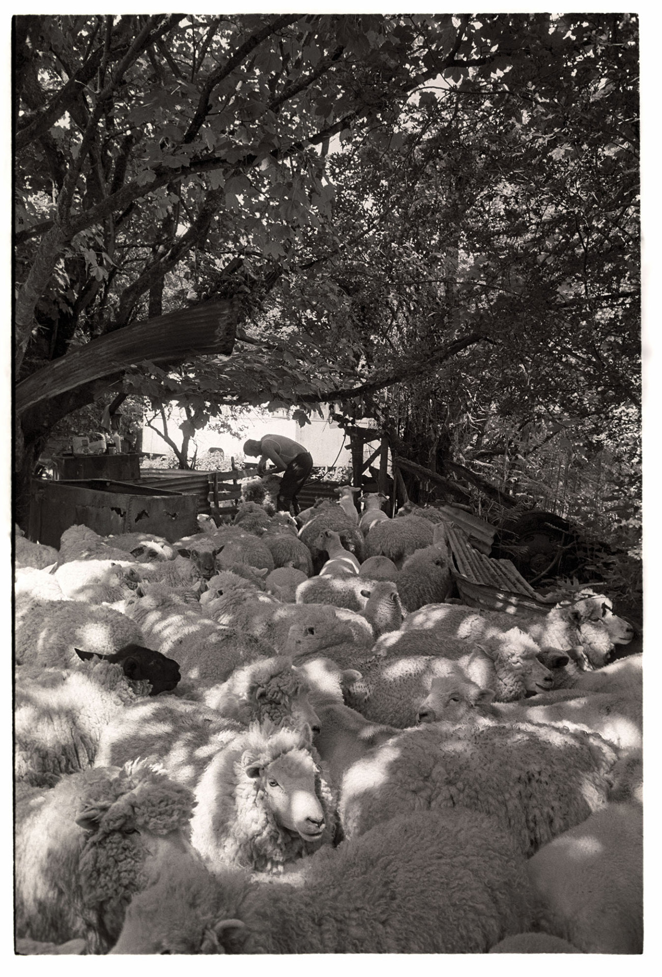 Farmer shearing sheep under trees. 
[Cyril Bennett shearing sheep under trees at Cuppers Piece, Beaford.]