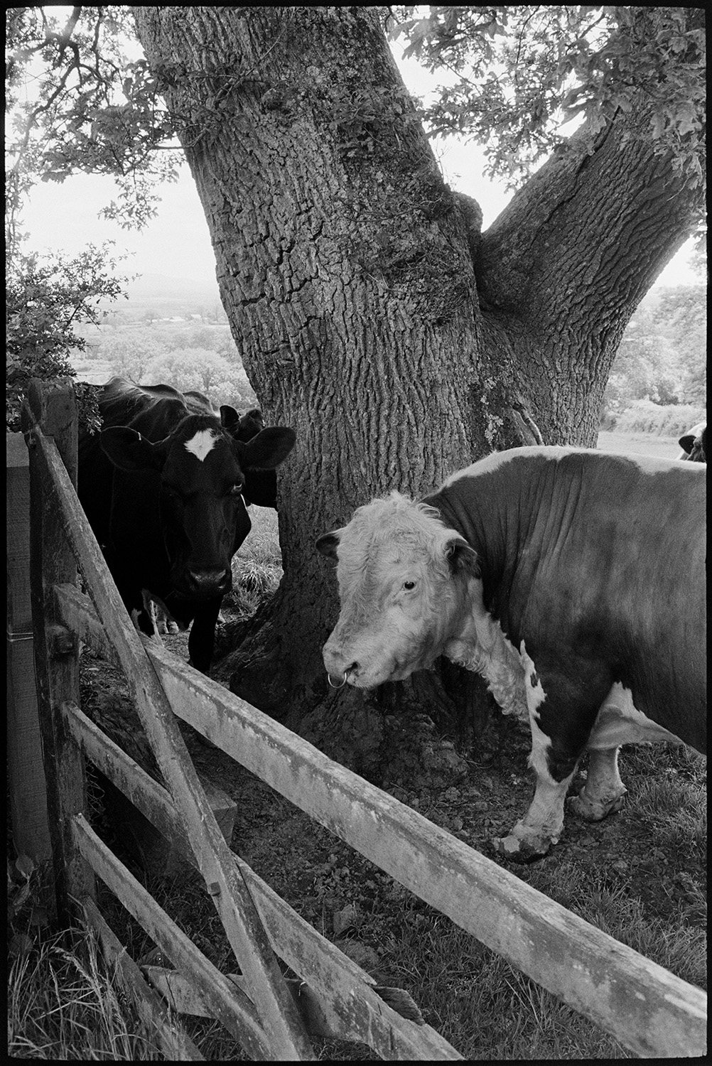 Hereford bull against tree.
[A Hereford bull standing next to a tree with cows gathered around by a field gate at Highampton.]