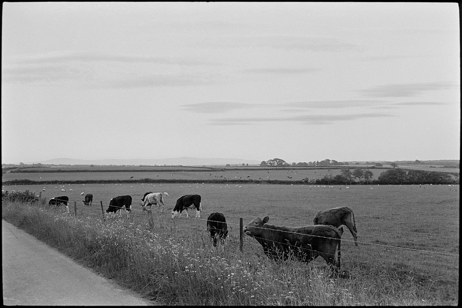 Cattle on moor.
[Cattle grazing in a field by the road side with wild flowers on the verge on Hollocombe Moor. More grazing livestock, fields and trees can be seen in the background.]