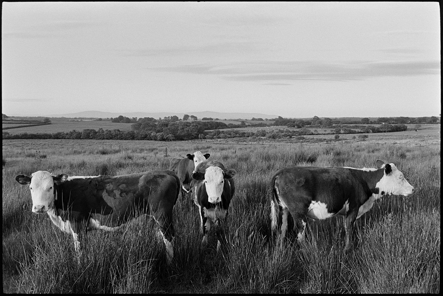 Cattle on moor.
[Cattle standing amongst rushes in a field on Hollocombe Moor. Distant views of fields, hills and moorland are visible in the background.]