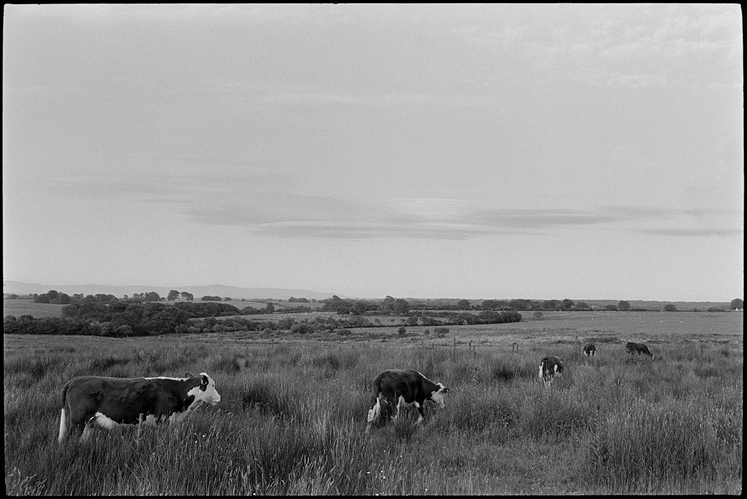 Cattle on moor.
[Cattle grazing in a field on Hollocombe Moor. Distant views of fields, hills and moorland can be seen in the background.]