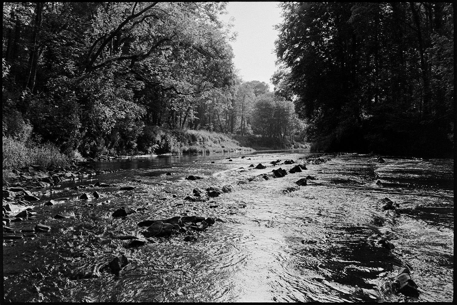 Sunlit river running through trees. 
[The River Torridge running through woodland below Woolleigh, Beaford. Rocks on the riverbed have formed a small weir across the river.]