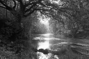 The River Torridge near Beaford by James Ravilious