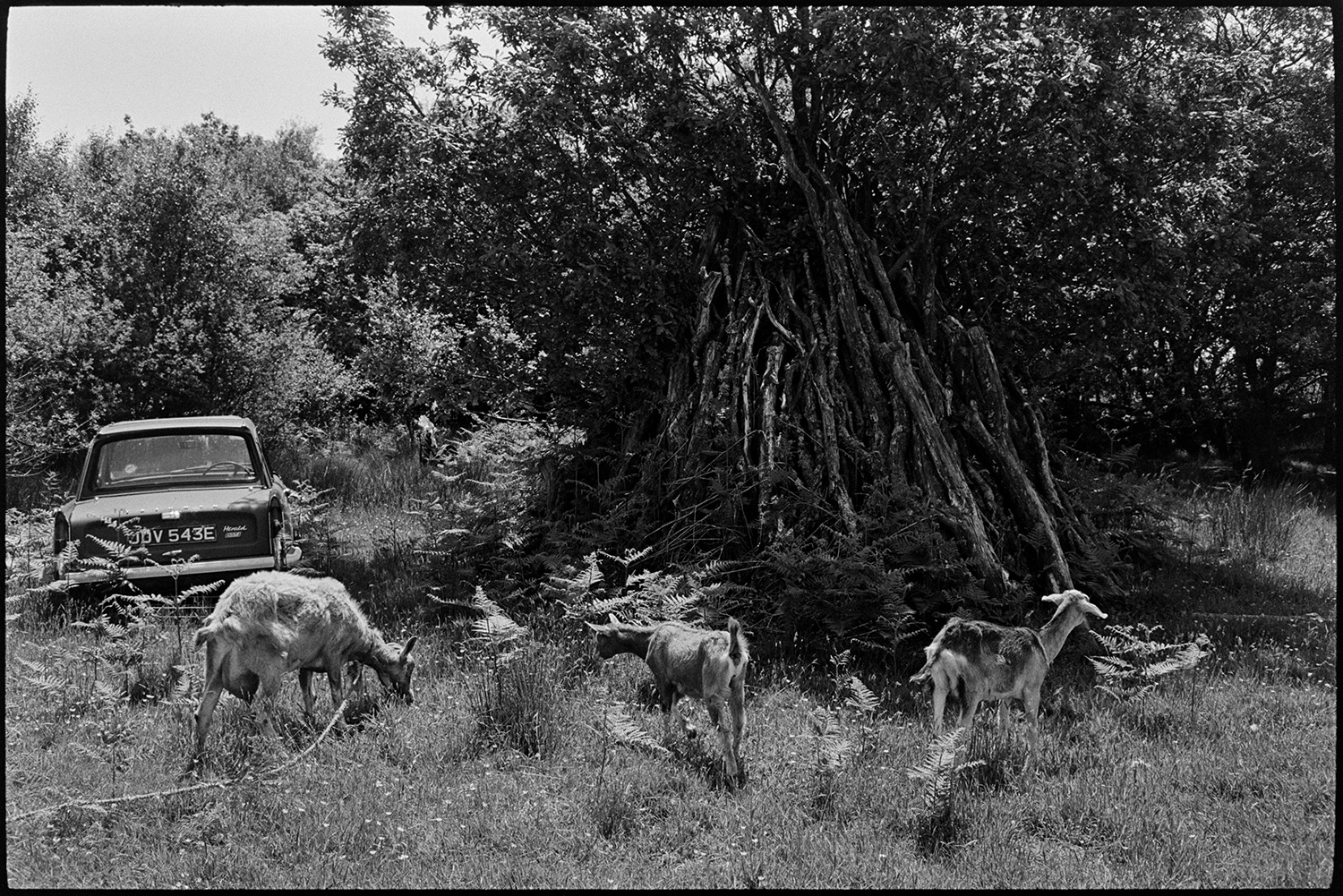 Woman farmer tethering goats. 
[Three goats tethered by a car and woodpile stacked against a tree in a field at Cuppers Piece, Beaford.]