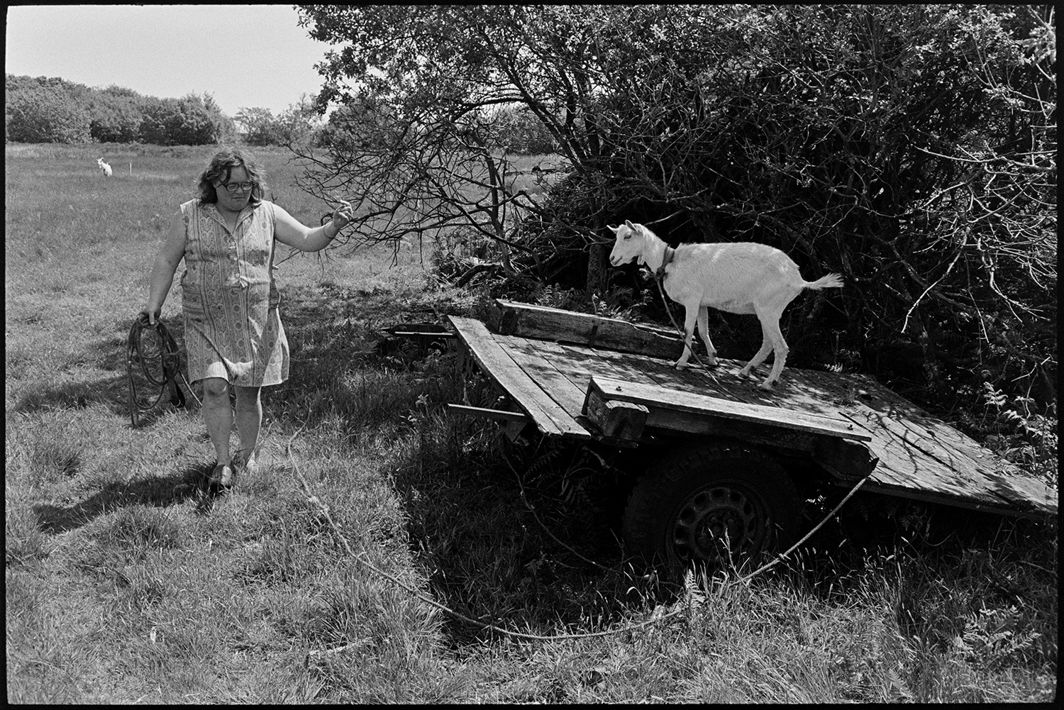 Woman farmer tethering goats. 
[Olive Bennett tethering  goat in a field at Cuppers Piece, Beaford. The goat is stood on a wooden trailer by a hedge in the field.]