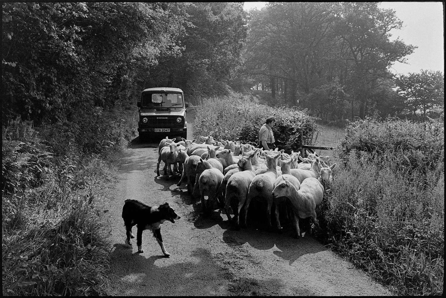 Sheep going down sunny road. 
[A man and a dog herding sheep into a field from a lane near Kingscott. A truck is waiting in the lane and trees can be seen in the background.]
