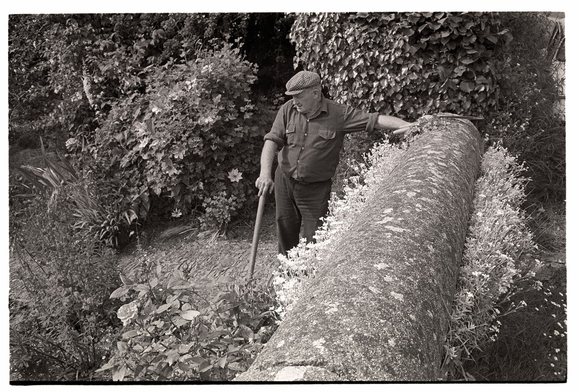 Man resting from gardening, leaning on wall, flowers. 
[A man gardening at Wordens Cottages, Kingscott. He is leaning on a tool and a wall and holding  pair of shears while he looks at the garden. Flowers are growing along the wall.]