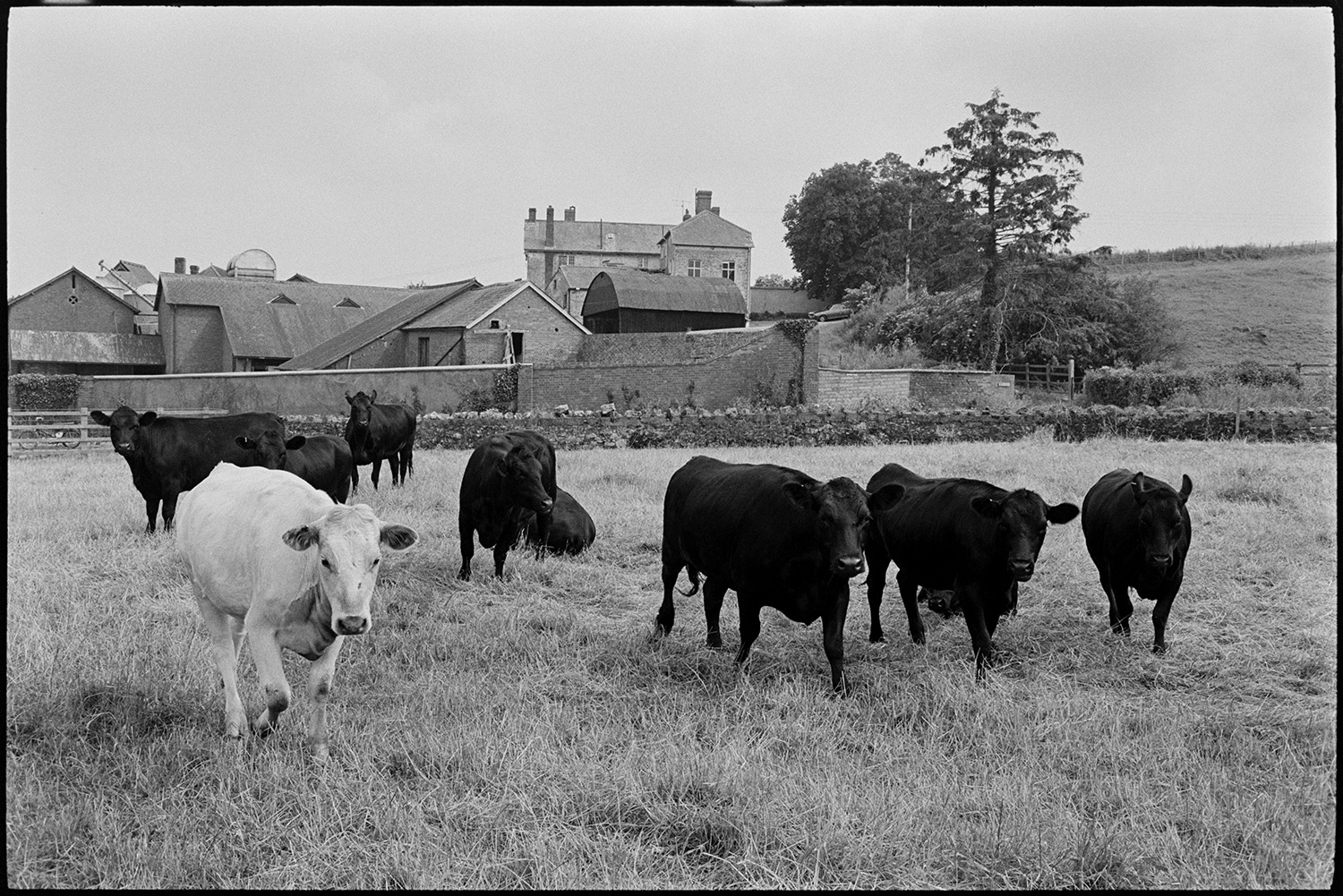 Cows in field. 
[Cows in a field in front of barns and farm buildings at Copplestone.]