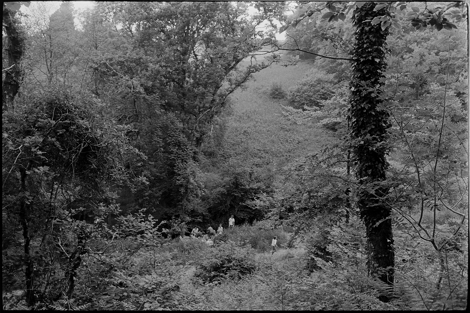 People picnicking in wood beside stream. 
[Adults and children having a picnic in a small clearing by a stream in Dolton Woods.]