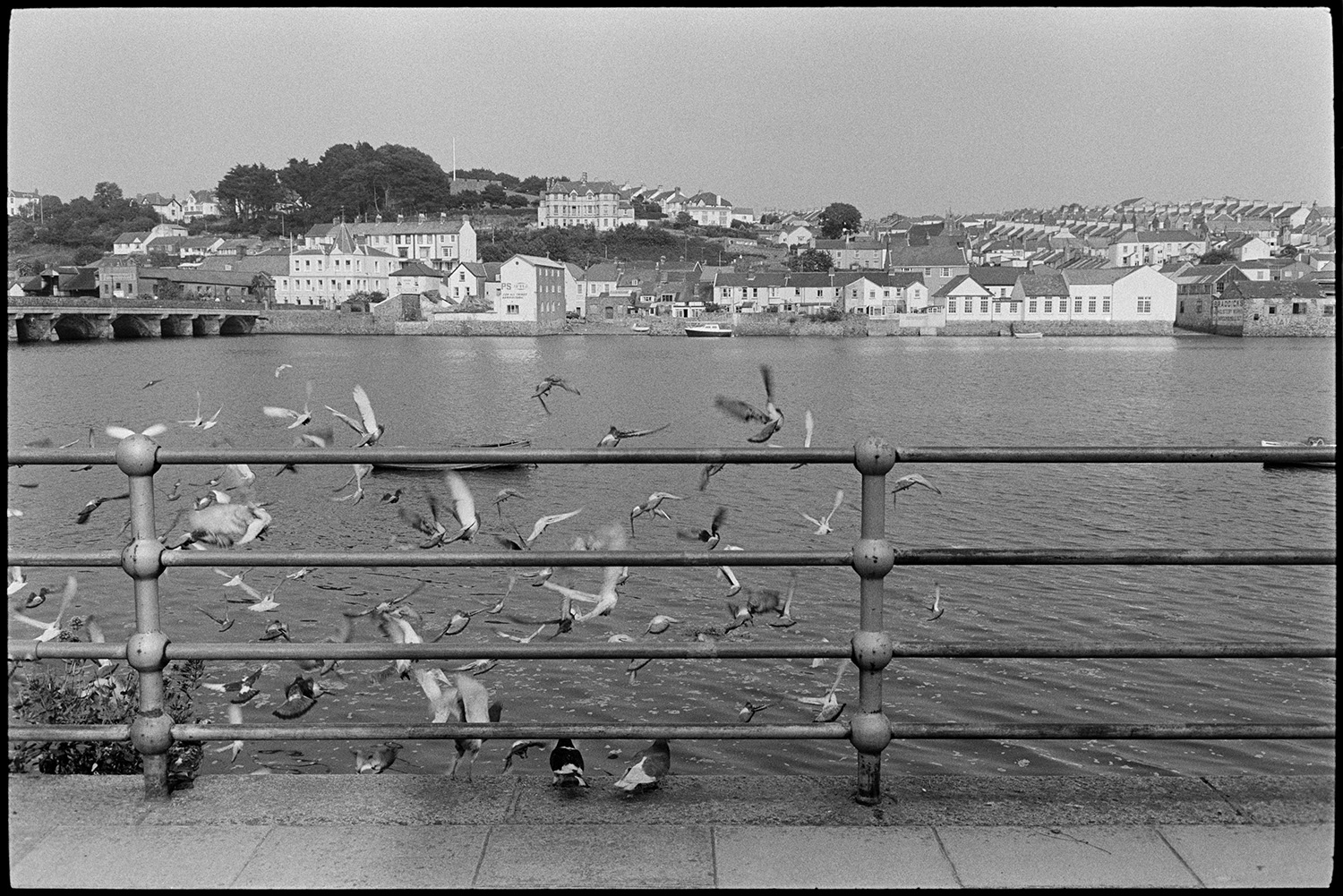 Flock of pigeons beside river, bridge behind. 
[A flock of pigeons by railings along the River Torridge at Bideford. Bideford Bridge, also known as Bideford Long Bridge and house on the opposite side of the river can be seen in the background.]