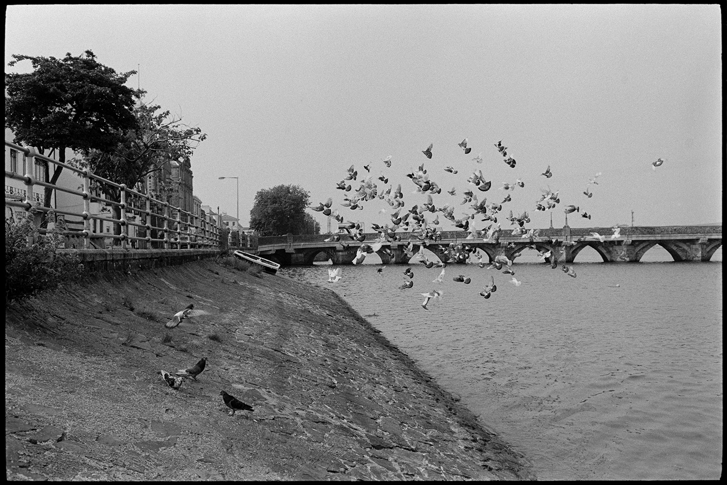 Flock of pigeons beside river, bridge behind. 
[A flock of pigeons on the bank of the River Torridge at Bideford. Bideford Bridge, also known as Bideford Long Bridge can be seen in the background, as well as a rowing boat moored on the river bank.]