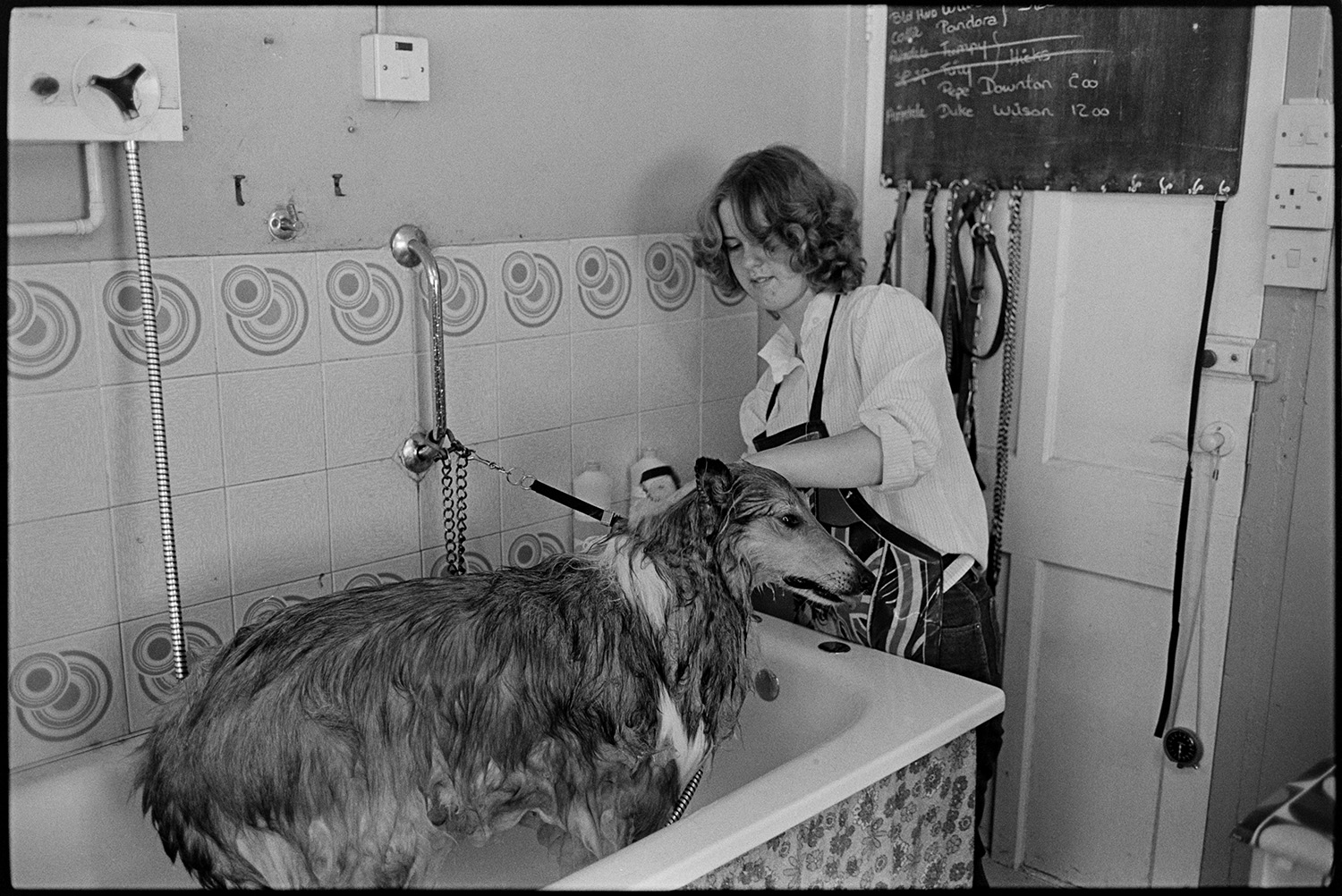 Women shampooing dogs in pet parlour, dogs with hair dryers. 
[A woman shampooing or washing a dog in a bath at 'Bonny Pets' pets parlour at East the Water, Bideford. Leads are hung up on the wall behind her.]