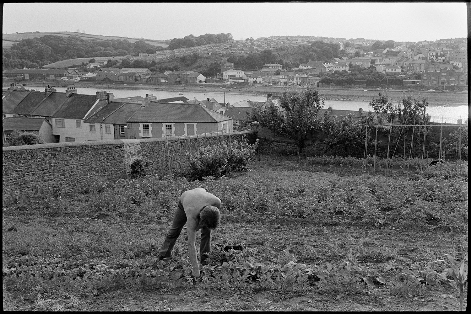 Man working, vegetable garden, river behind. 
[A man digging or weeding in a vegetable garden at East the Water, Bideford. The River Torridge and house son the opposite side of the river can be seen in the background.]
