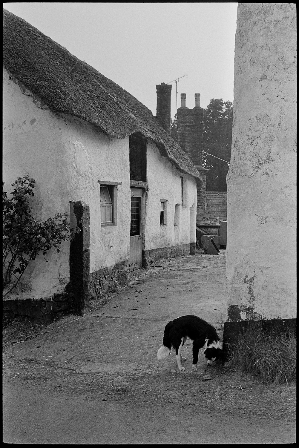 Cob and thatch barn and farmhouse beside road. 
[A dog stood at the entrance to a cob and thatch farmhouse at Mousehole, Iddesleigh. Chimneys from other buildings can be seen in the background.]