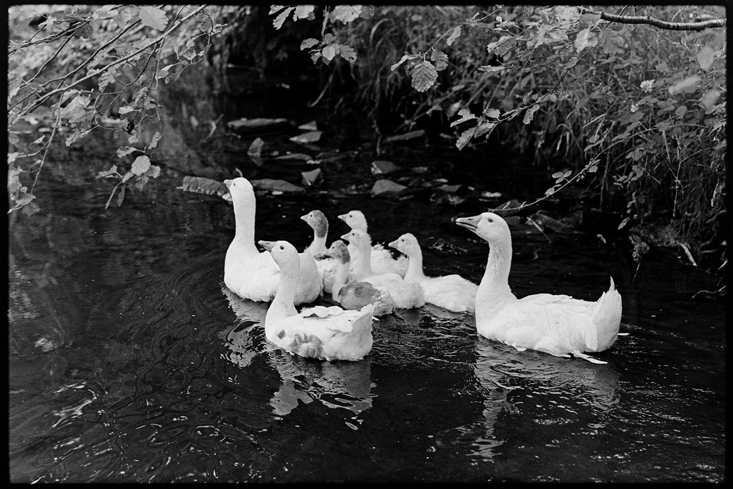 Chickens and geese in stream. 
[Three geese with five goslings swimming in a stream at Millhams, Dolton.]