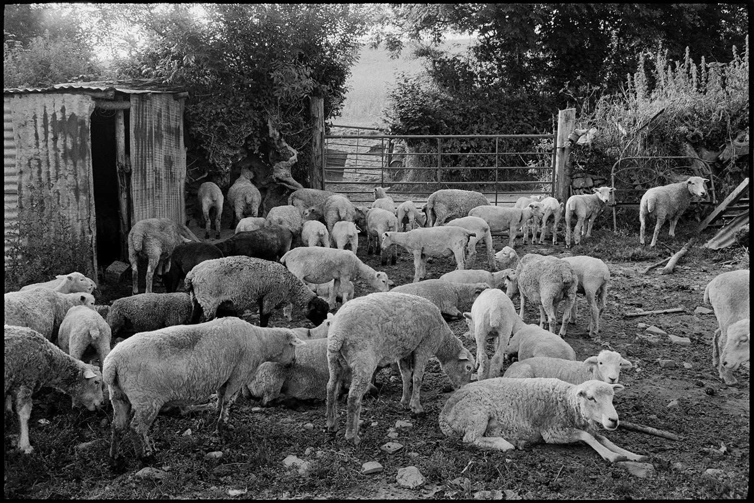 Shorn sheep. 
[A flock of sheep waiting by a field gateway and a corrugated iron shed after being shorn, at Millhams, Dolton. A road is running past the field.]