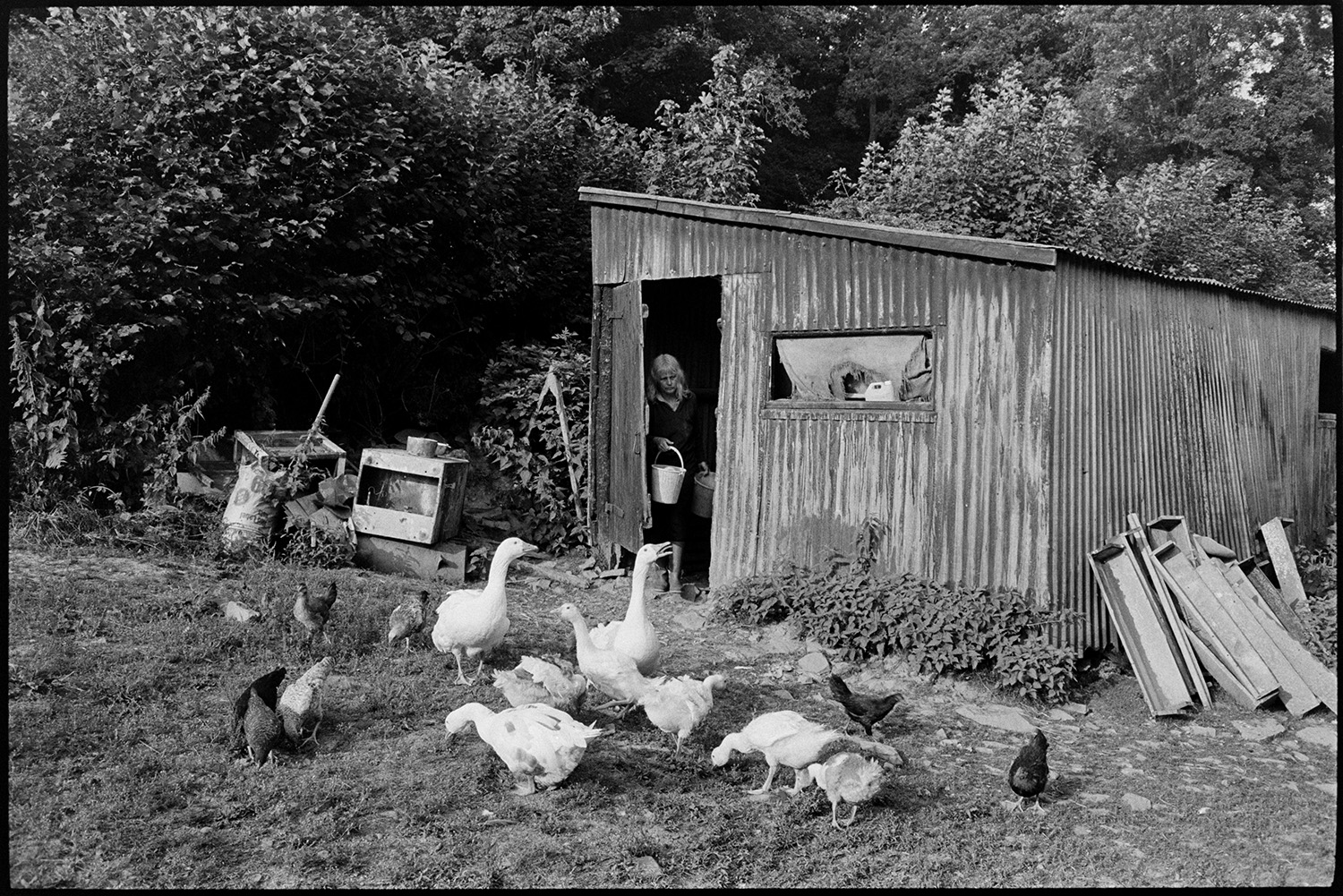 Woman farmer feeding geese, corrugated iron shed. 
[Jo Curzon feeding geese and chickens from a corrugated iron shed in a field at Millhams, Dolton.]