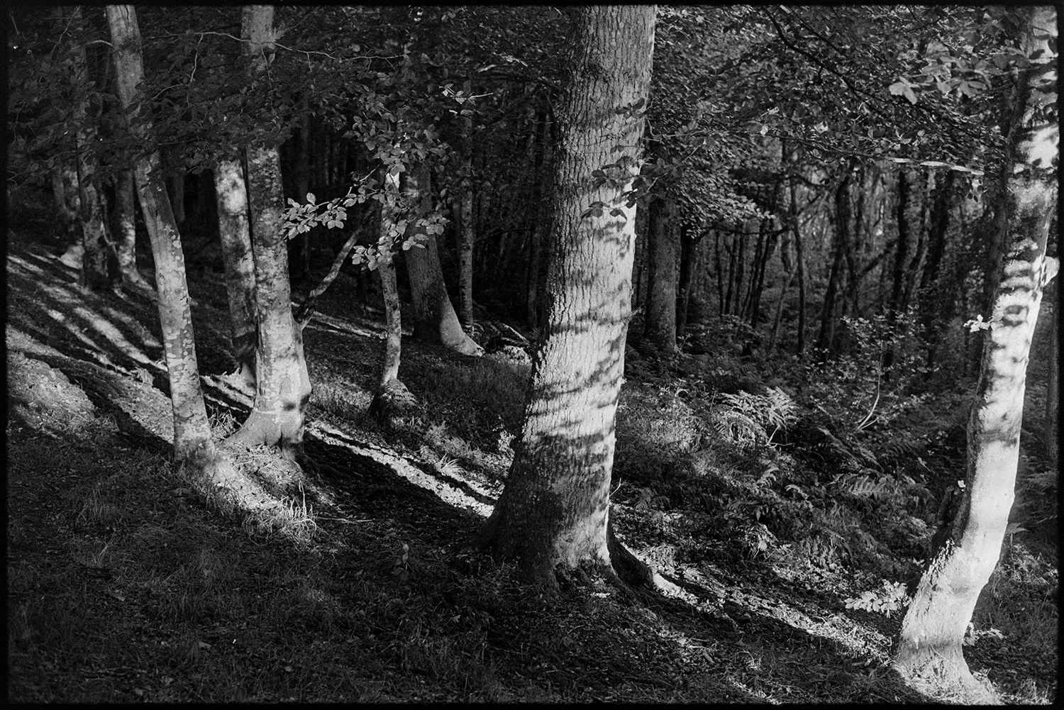 Wood trees, sunlit trunks. 
[Sunlight shining on tree trunks in woodland at Ashreigney.]