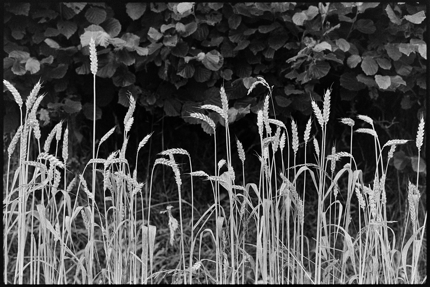 Close ups of corn against hedge. 
[A close up view of sheaves of corn growing by a hedge in a field at Westacott, Riddlecombe.]