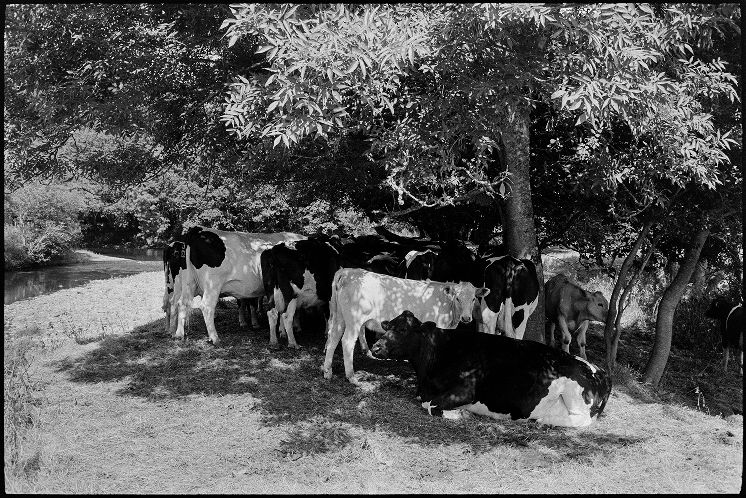 Cattle sheltering from sun under trees. 
[Cattle keeping cool from the sun in the shade of a tree in a field at Halsdon, Dolton. The river Torridge can be seen in the background.]