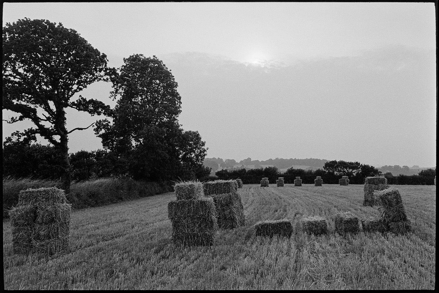 Straw bales in field. 
[Stacks of straw bales in a field at Dolton.]