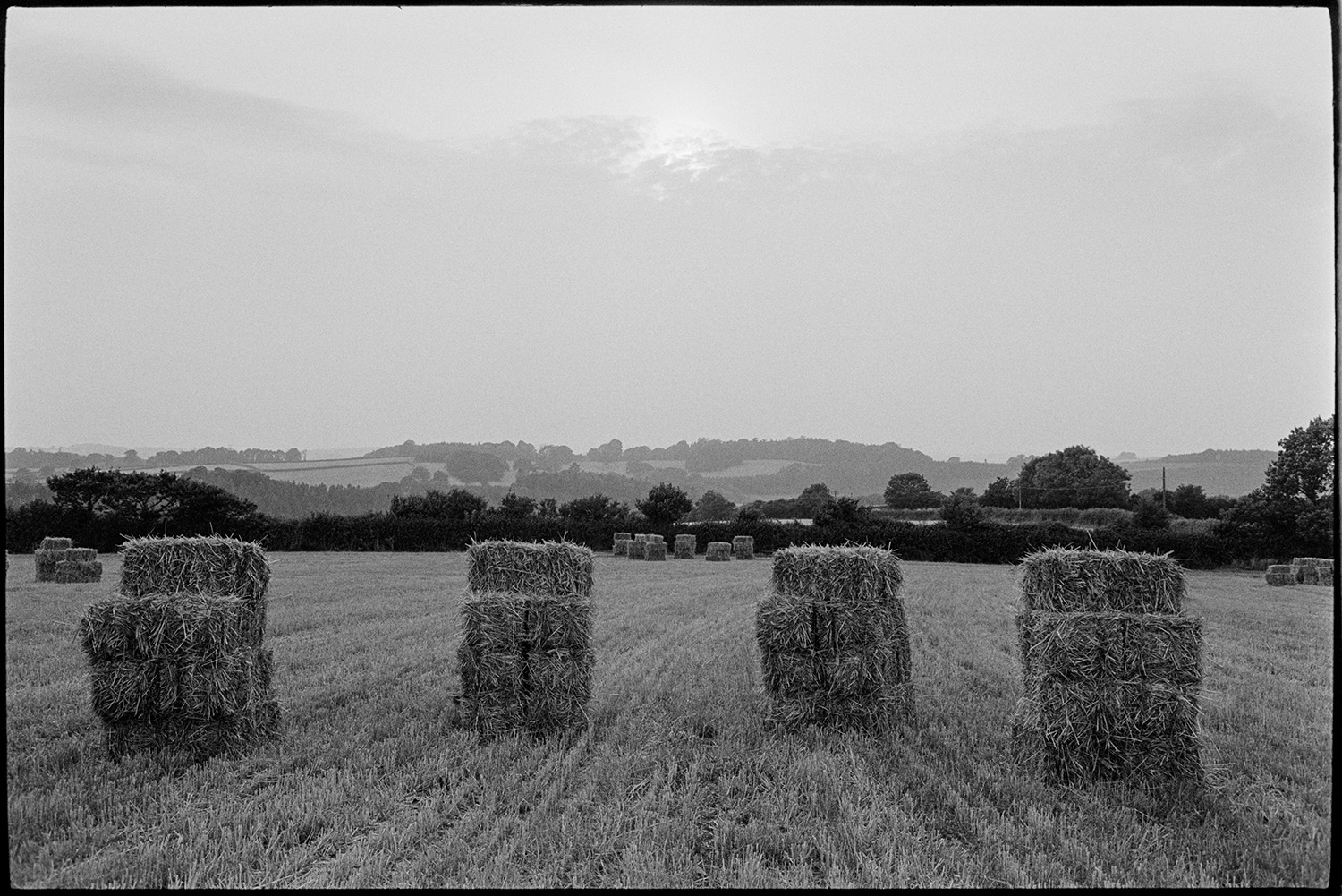 Straw bales in field. 
[Stacks of straw bales in a field at Dolton. A landscape of trees and field is visible in the distance.]