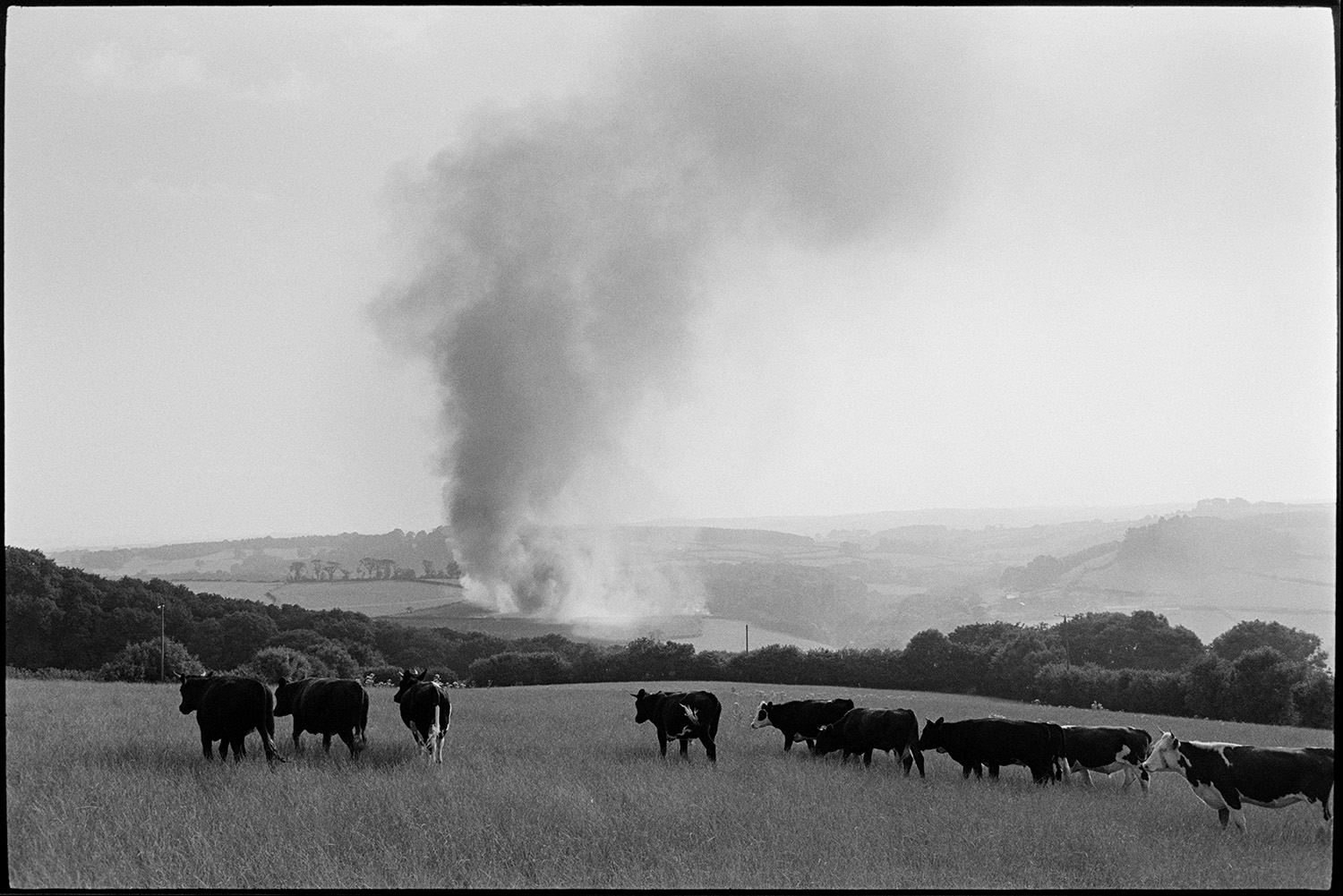 Landscape with cattle with fires from stubble burning in distance. 
[Cattle grazing in a field at Harepath, Beaford. Smoke can be seen rising from burning crop stubble in a field in the background.]