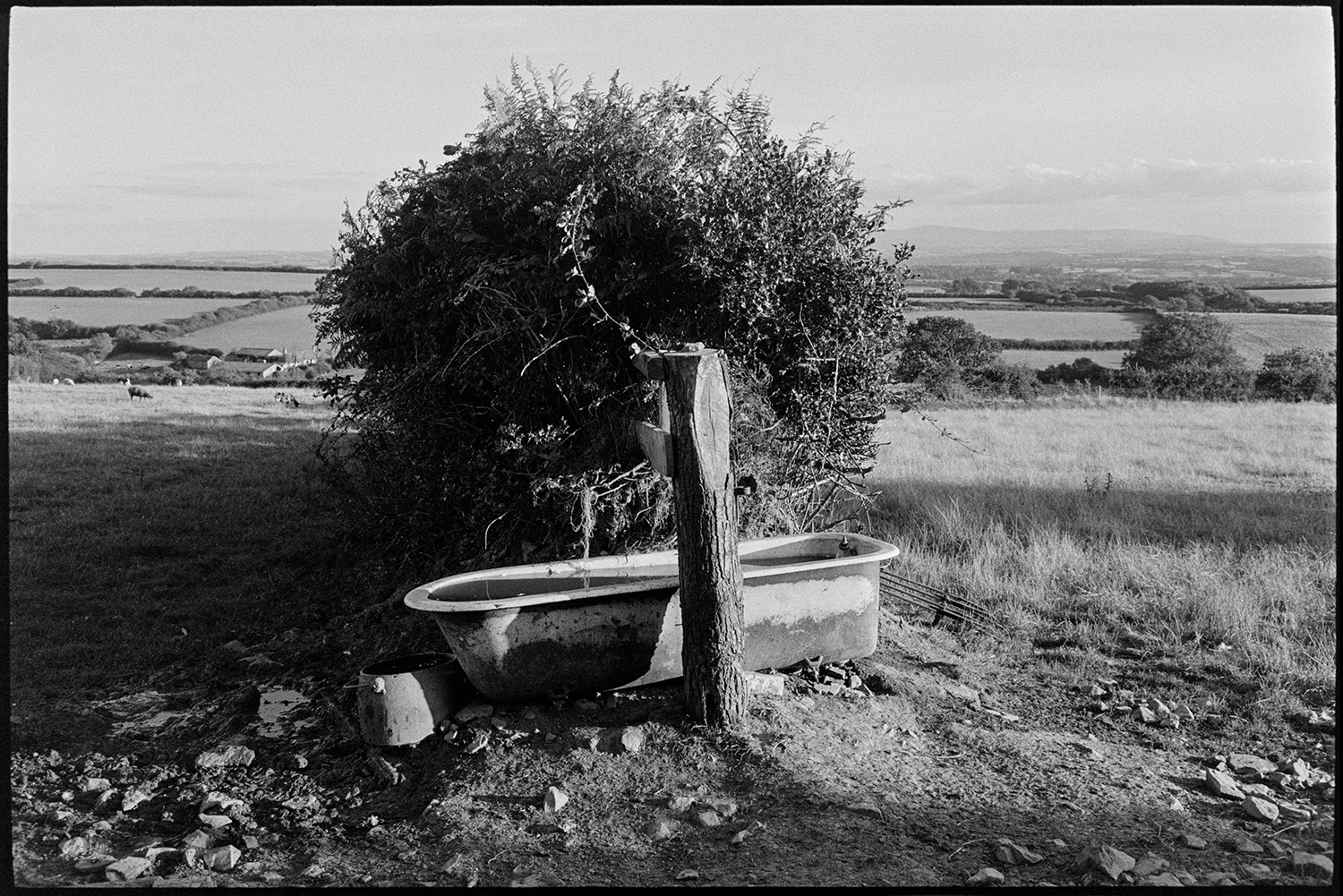 Bath, drinking trough, beside hedge. 
[An old bath tub being used a drinking trough beside a hedge and gatepost between two fields at Upcott, Dolton.]