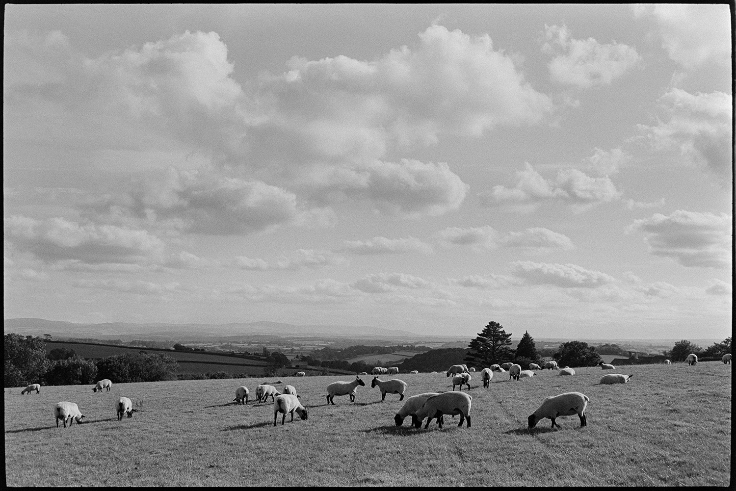 Sheep in cloudy landscape. 
[Sheep grazing in a field at Berry, Iddesleigh. A landscape with trees, hedgerows, fields and clouds can be seen in the background.]