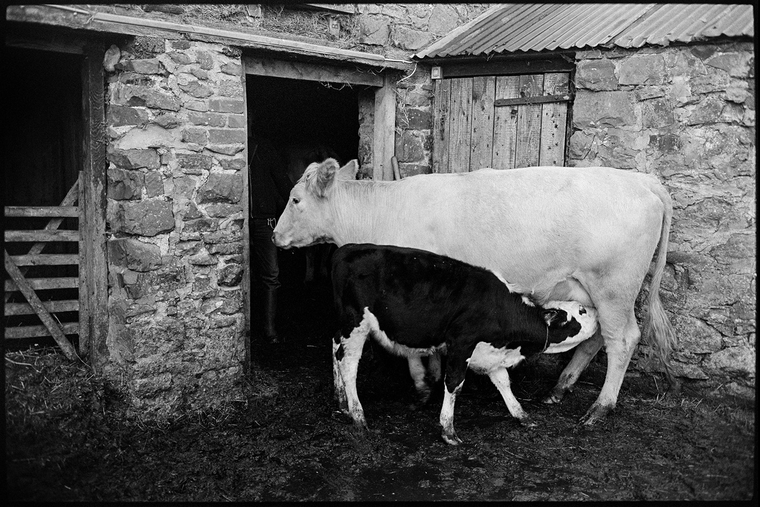 Cattle eating silage, cow suckling calf in yard. 
[A calf suckling from a cow by a stone barn in a muddy farmyard at Ingleigh Green.]