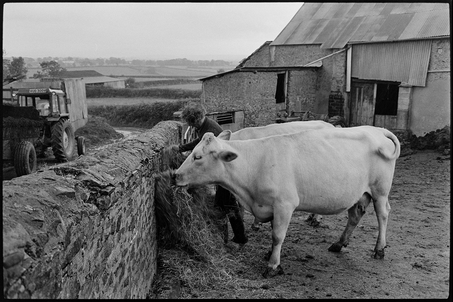 Cattle eating silage, cow suckling calf in yard. 
[A man putting out hay for two cows in a walled farmyard at Ingleigh Green. A barn with a corrugated iron roof is visible in the background and a tractor and muck spreader can be seen in the lane behind the wall.]
