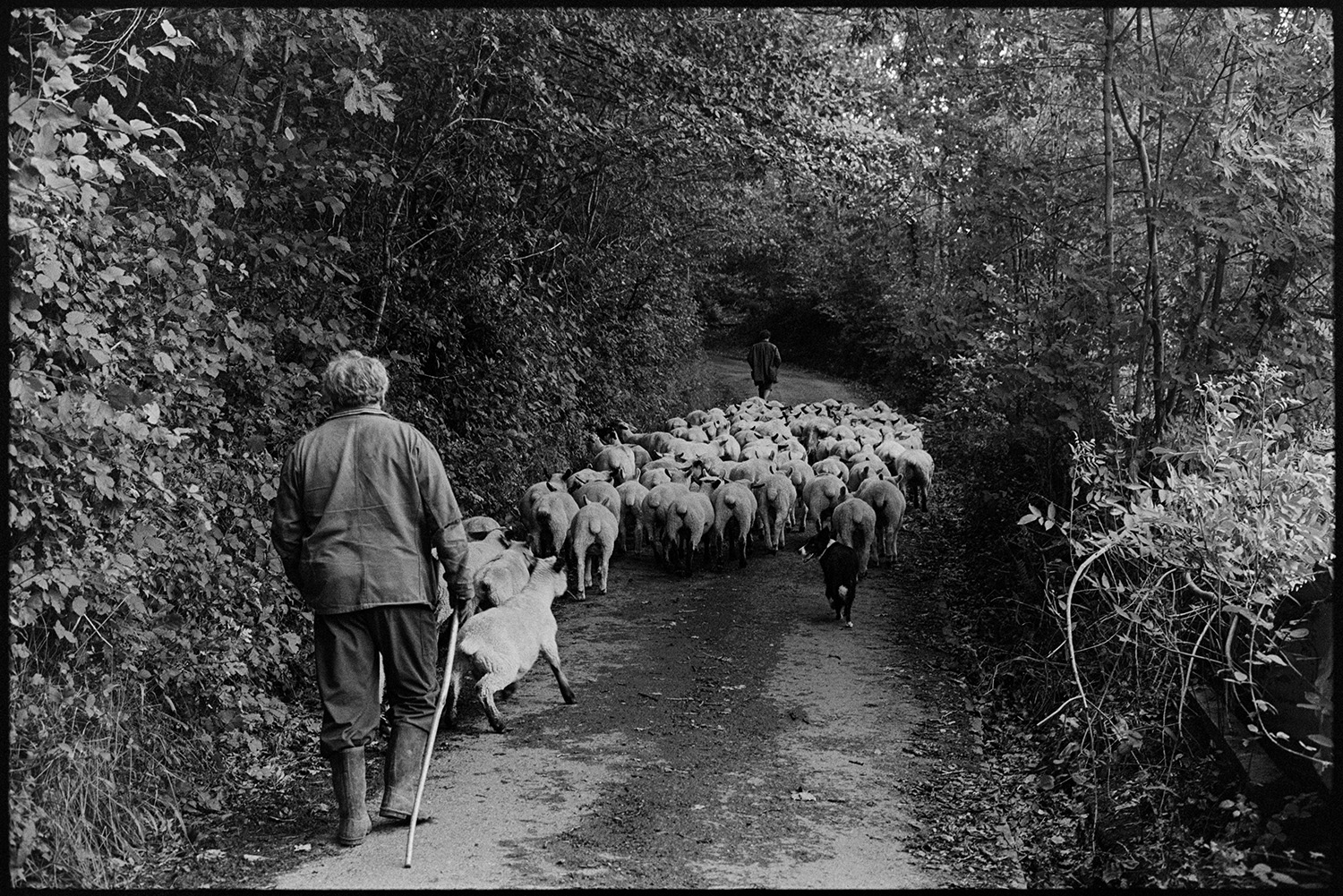 Farmer taking flock of sheep down lane. 
[John Squire and a dog herding a flock of sheep along a tree lined lane at Millhams, Dolton. Another person is walking ahead of the flock further down the lane.